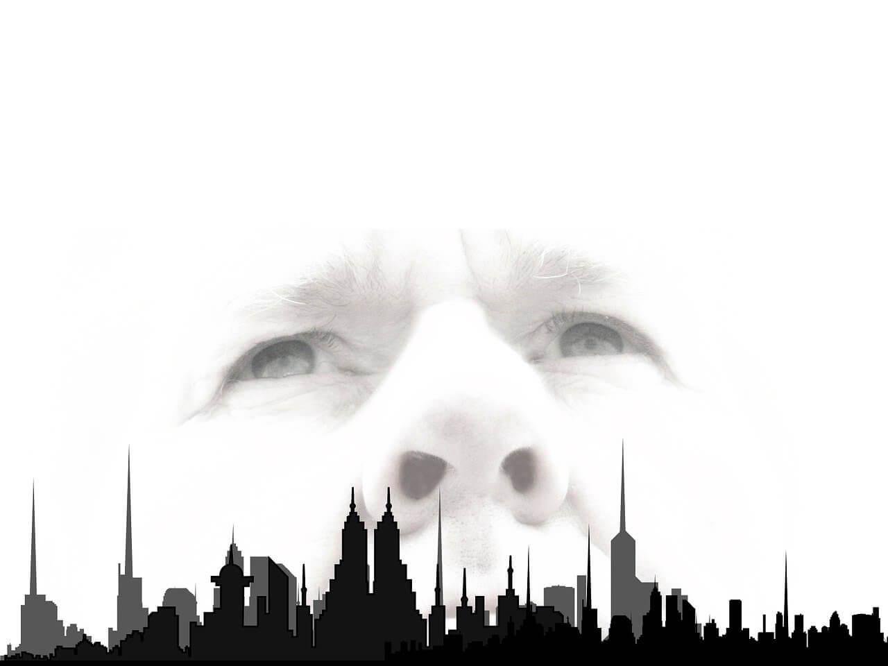 프로이트와 에릭슨의 발달 단계