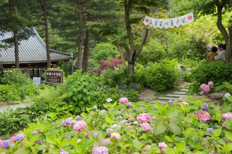 아침고요수목원 수국전시회