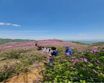 황매산 철쭉축제_16