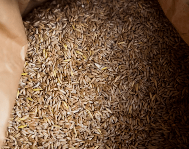 여름철 혈당 관리, 파로로 쉽게 시작하세요