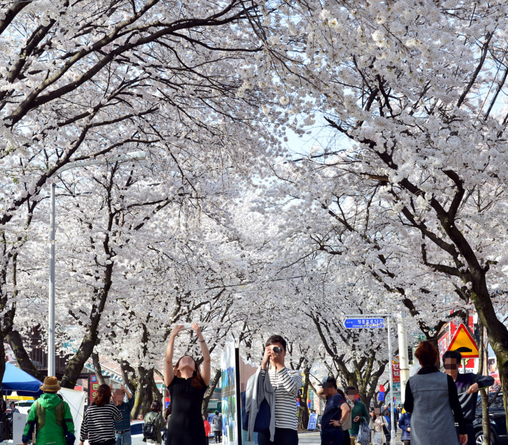 청풍호 벚꽃축제