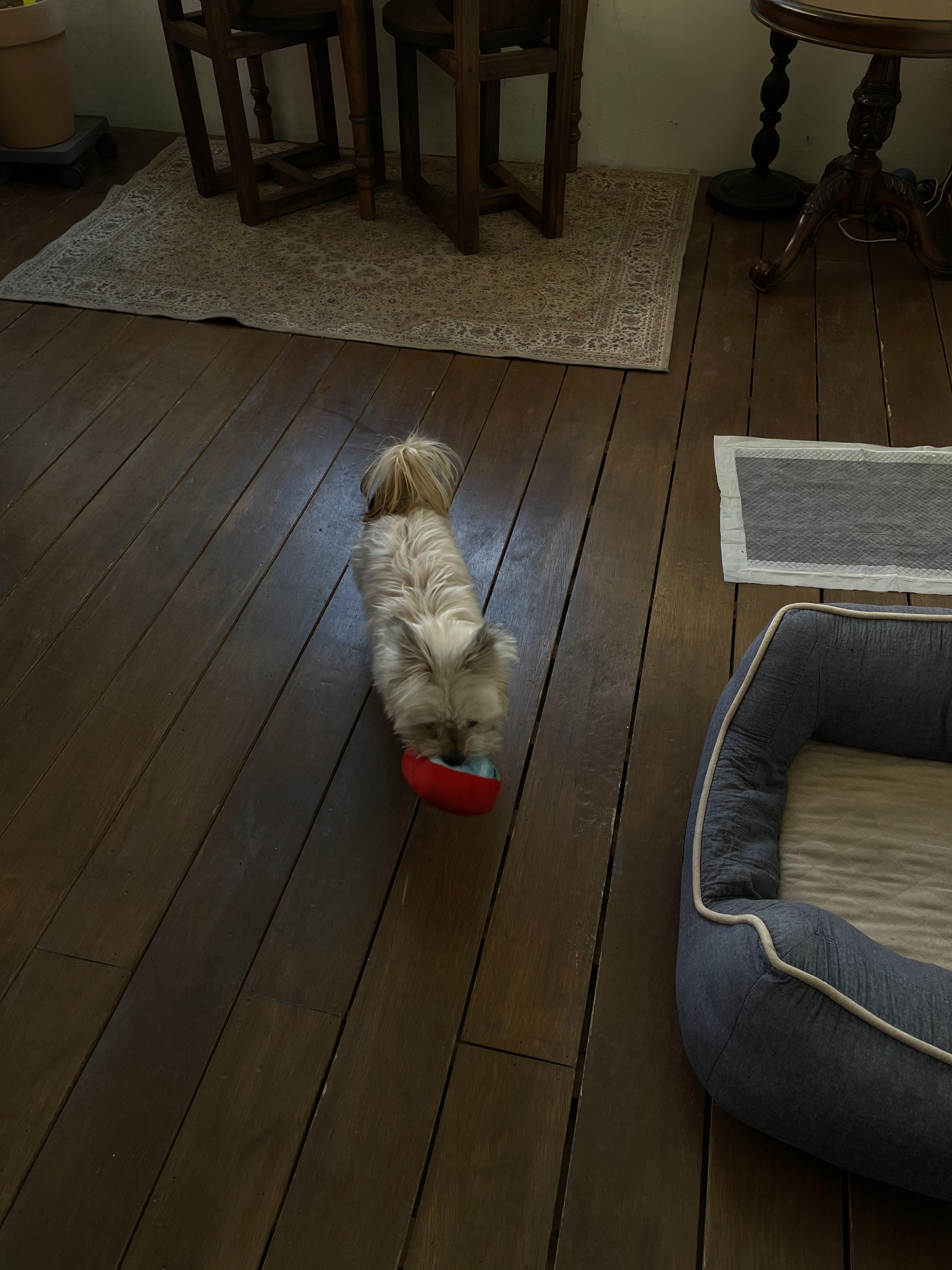 울산 애견동반 카페 퍼지네과자점