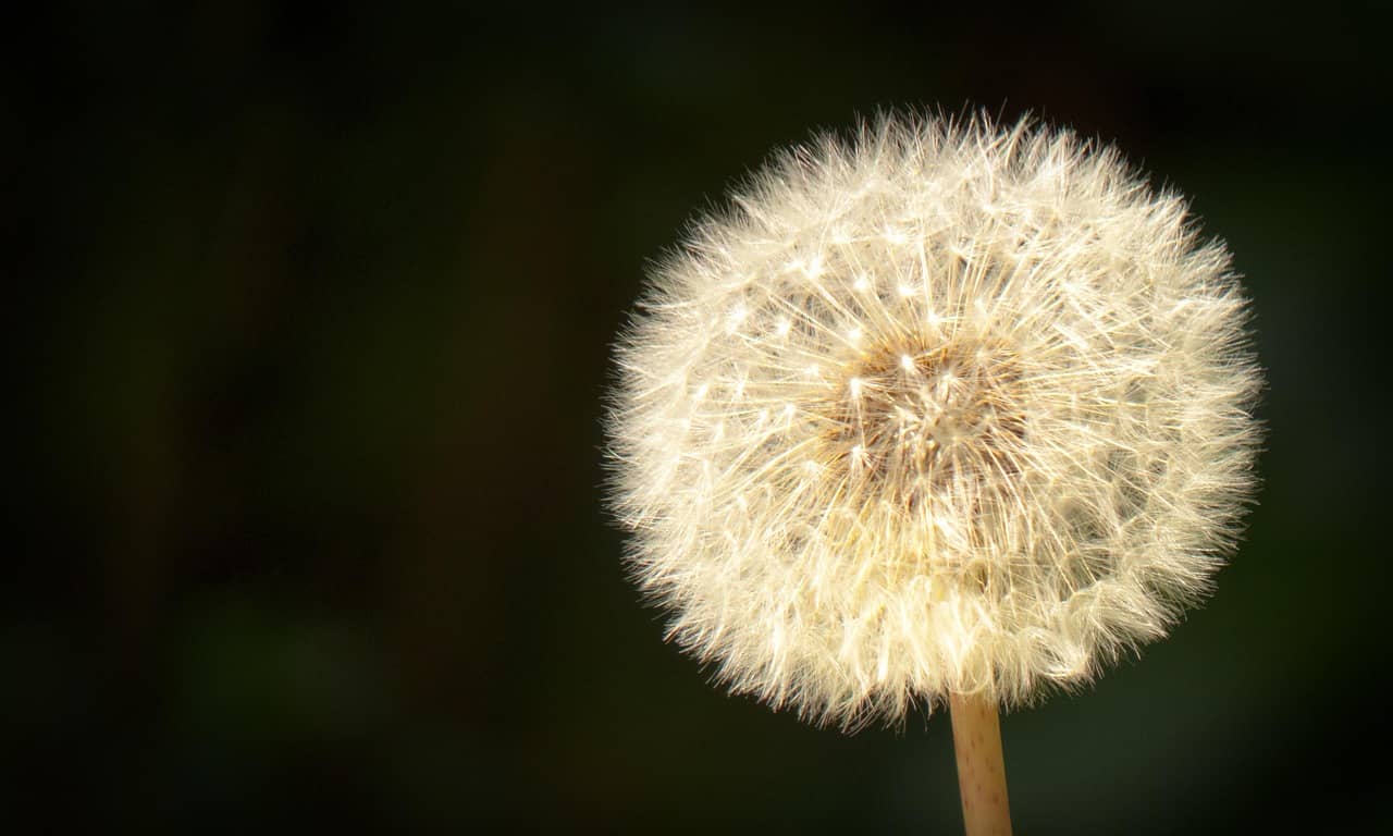 공중 씨앗 뿌리기(Aerial Seed Release): 바람과 함께하는 자연 놀이