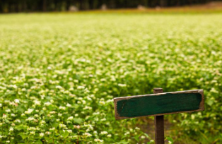 제주 보롬왓 메밀꽃축제