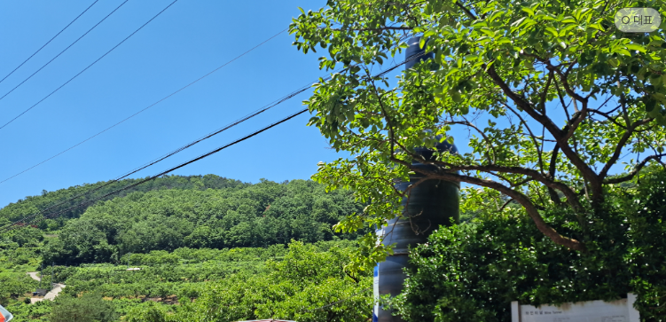 청도의 드넓은 과수원 이미지 사진