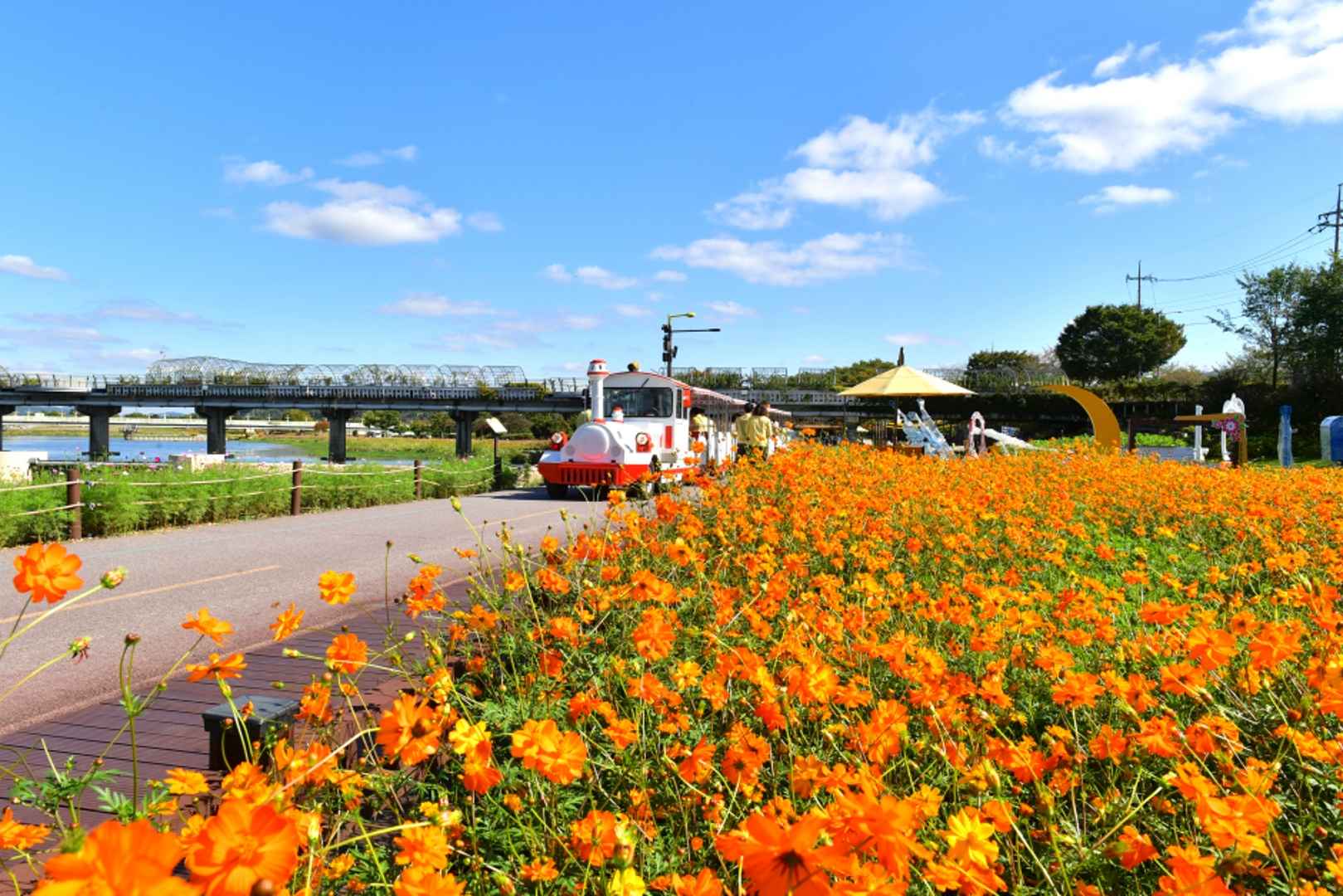 황룡강 길동무 꽃길 축제