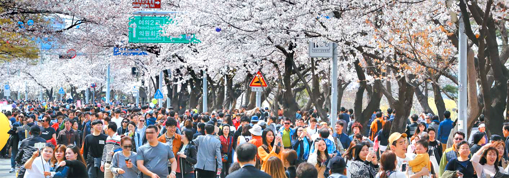 여의도 벚꽃축제