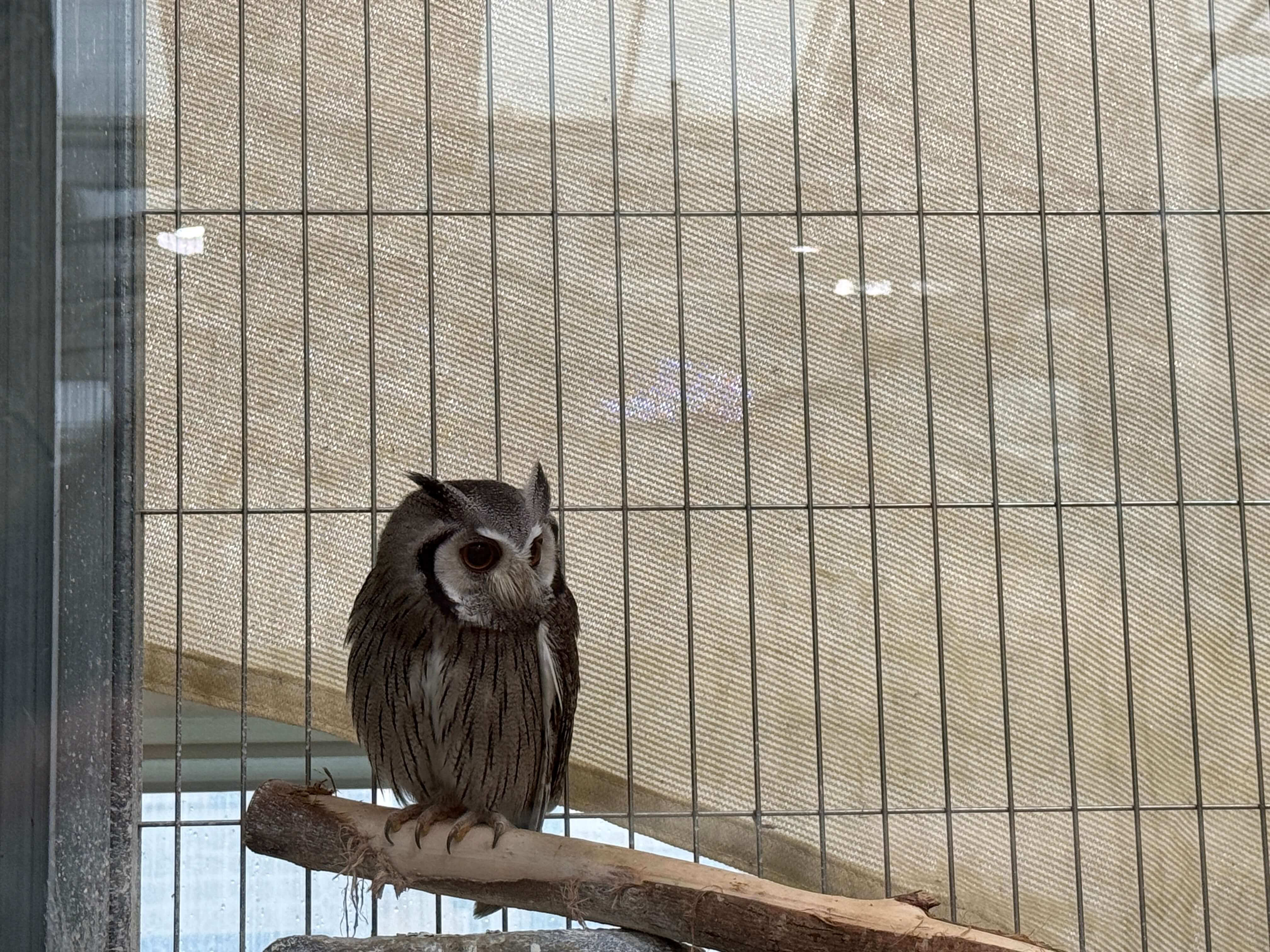 오산시청버드파크-소쩍새