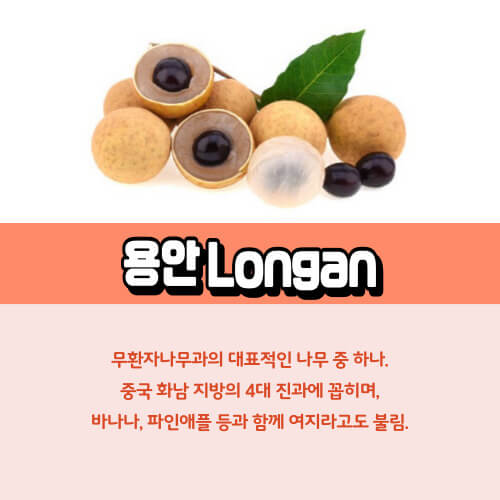 무환자나무과_용안