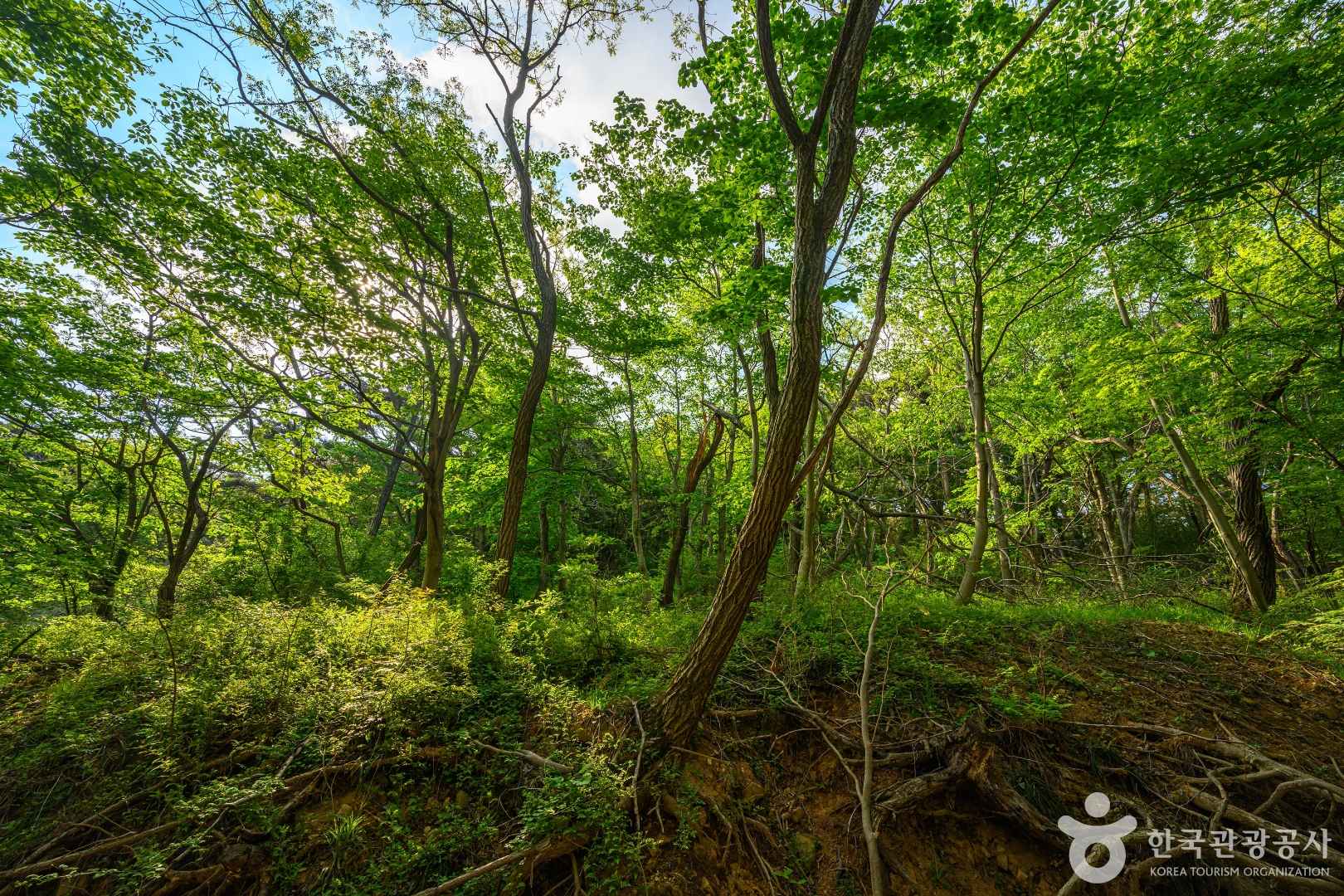 부산 아홉산숲 예약