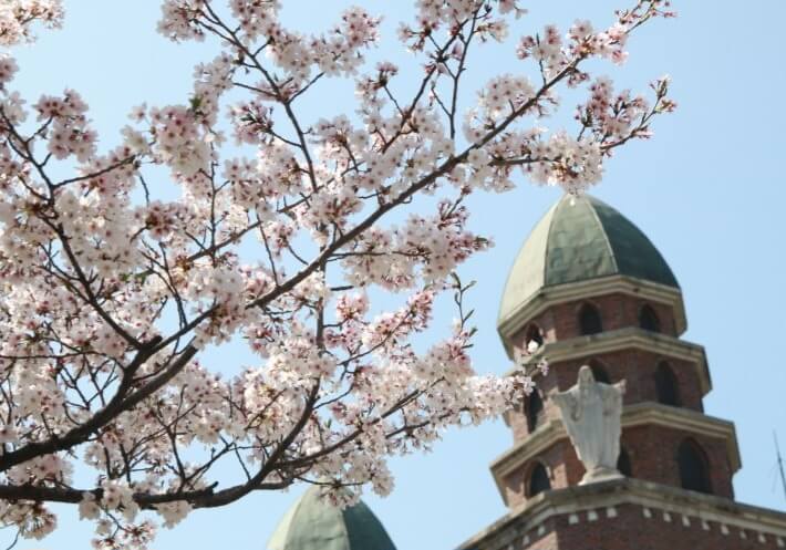 벚꽃축제 / 전라도 벚꽃축제 BEST 5/ 벚꽃명소