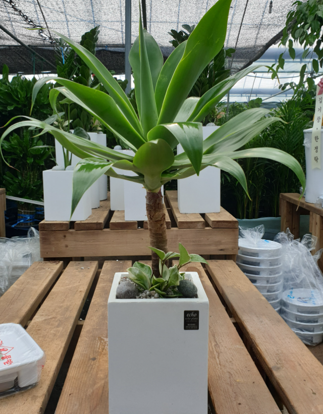 아가베 아테누아타