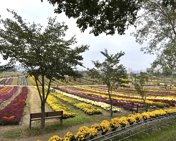 연천 국화축제_5