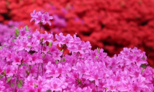군포 철쭉축제 초대가수