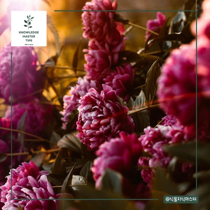 작약을 선물하는 의미