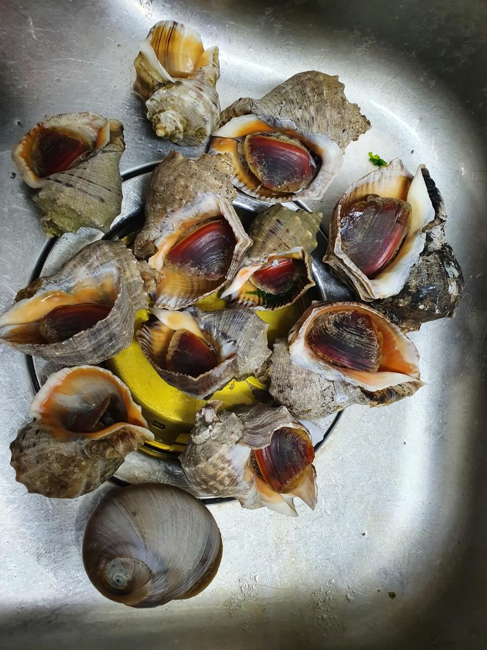 하나개해수욕장-채집한-소라-골뱅이