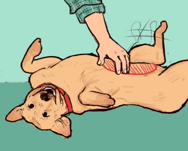 배 긁을때 다리 흔들기 떠는 이유, 반려견 행동의미, 생활 팁줌 매일꿀정보