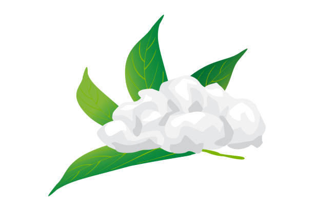 보르네올(borneol)이 많이 포함된 식물