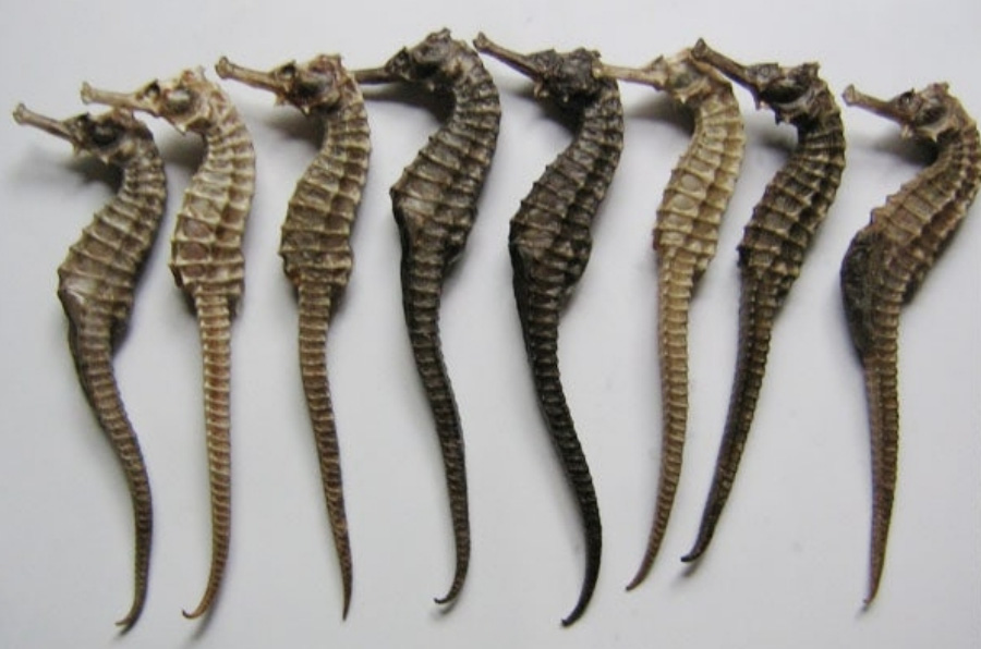 바다에서 채취를 한 해마를 깨끗하게 세척을 하고 건조시킨 것을 하얀 바닥 위에 8마리를 나란히 놓아두고 찍은 사진