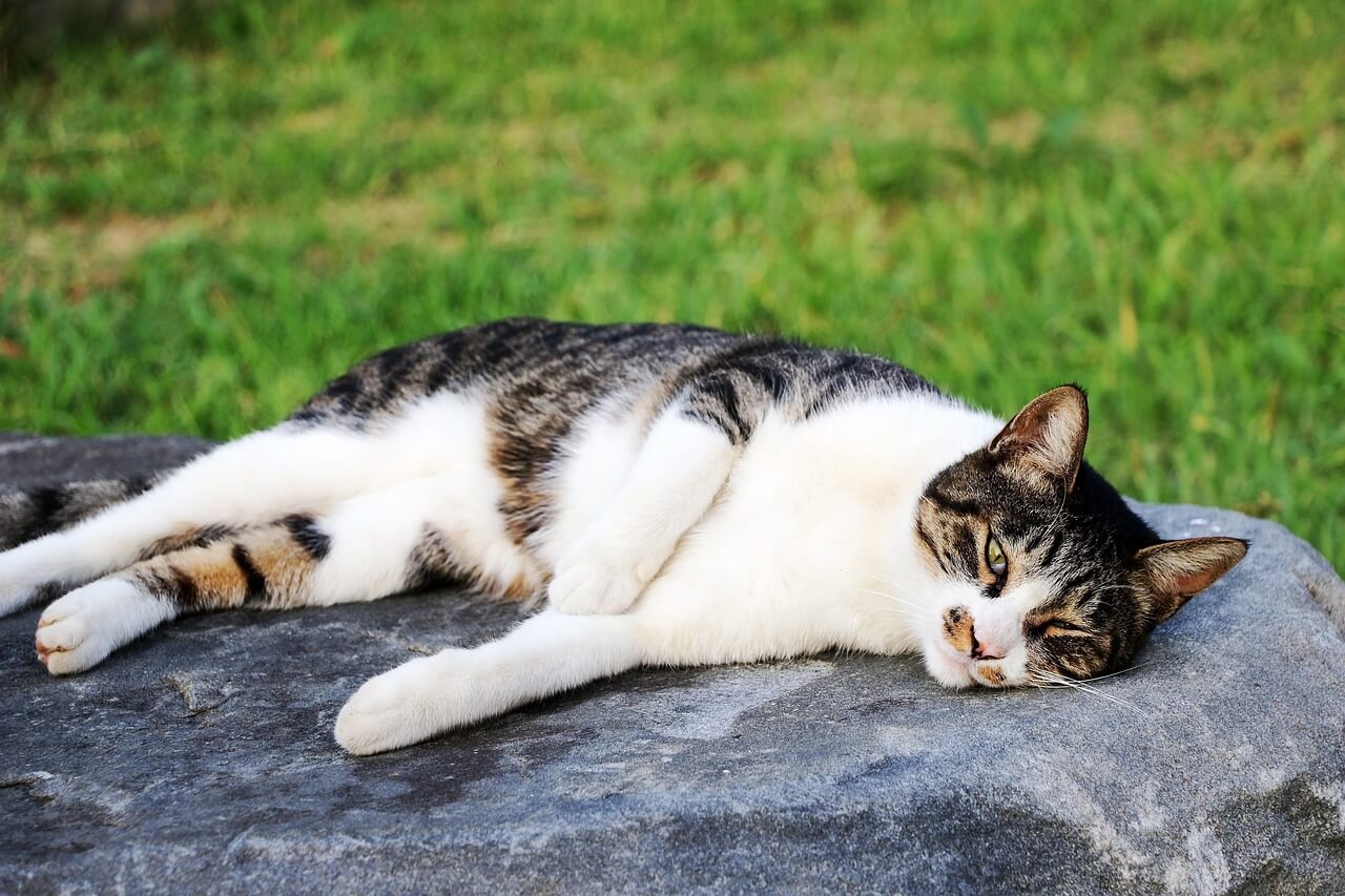 TNR 중성화 수술&amp;#44; 왜 꼭 필요할까? 길냥이 복지의 시작