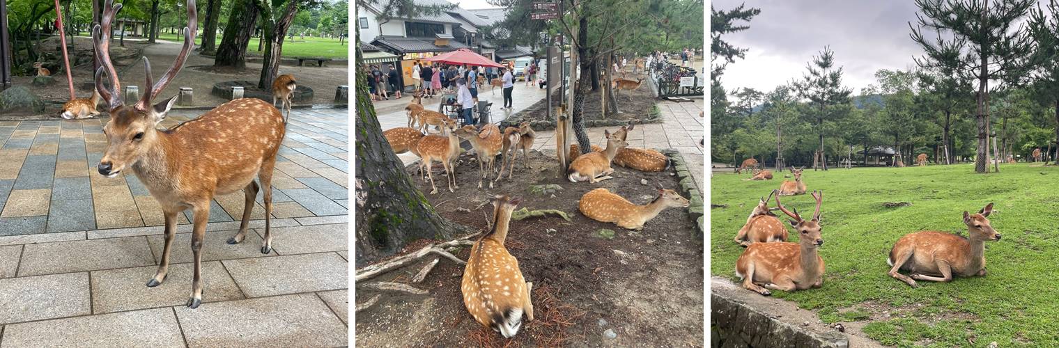 나라 사슴 공원 사슴들