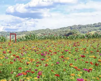 연천 국화축제_21