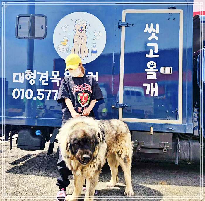 생생정보 반려견 출장목욕, 위탁목욕, 위생미용, 엉킴털, 죽은털, 이중모, 사해머드팩케어, 입질 소개 방송