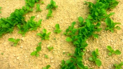 상추-노지재배-청상추-발아-생장모습-솎아주기-솎음작업