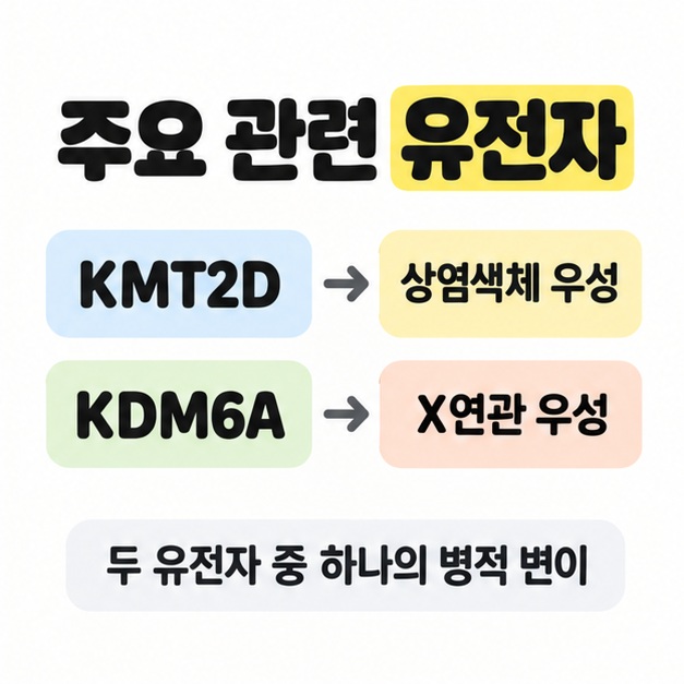 주요 관련 유전자라는 제목 아래 KMT2D는 상염색체 우성으로, KDM6A는 X연관 우성으로 연결하고 두 유전자 중 하나의 병적 변이라고 표시한 그림