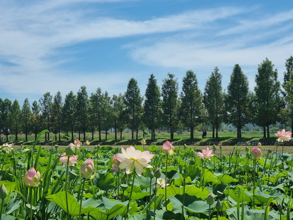 경포생태저류지 연꽃