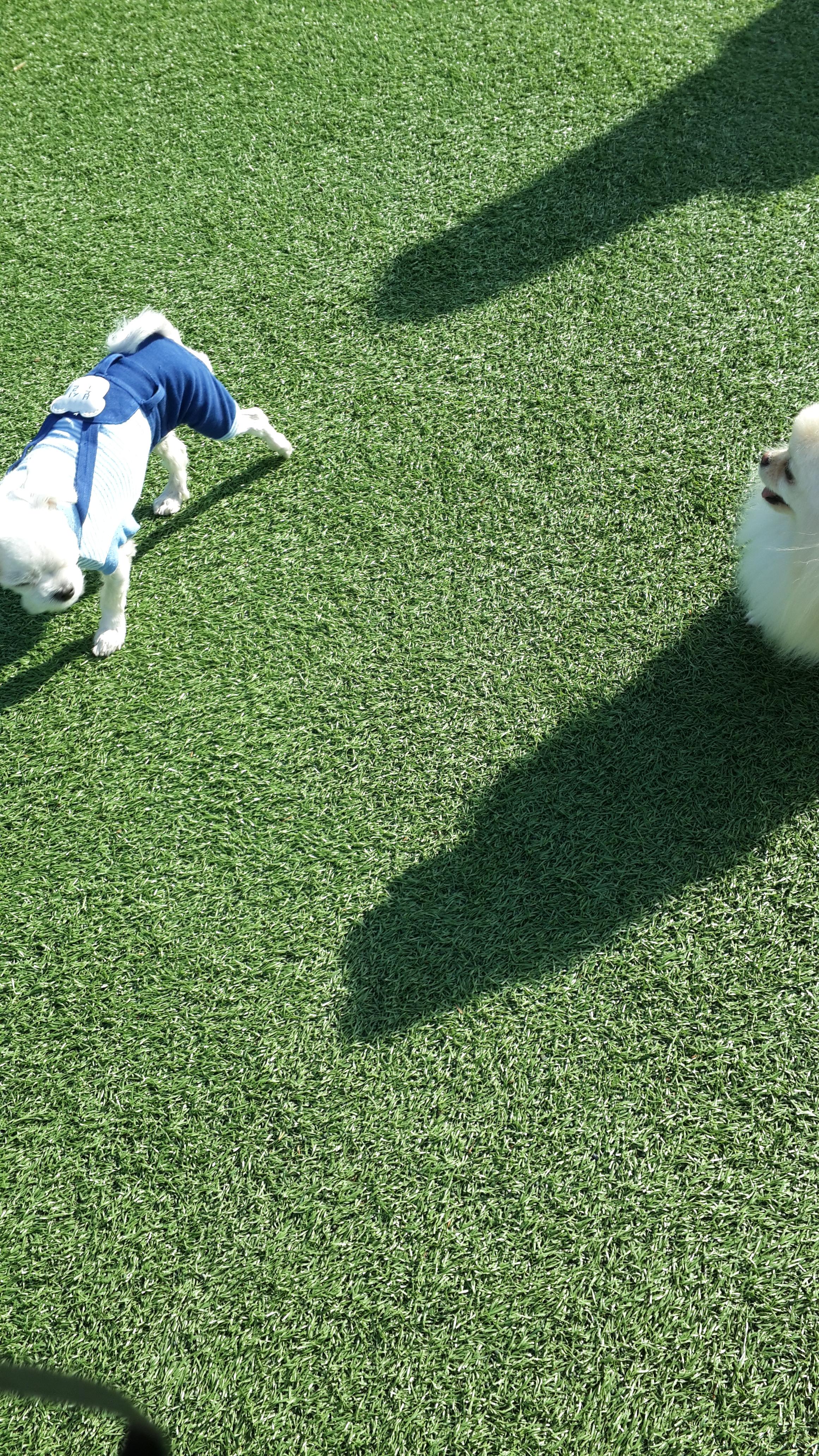 강아지가 싫어하는 행동 : 싫어하는 행동 23가지