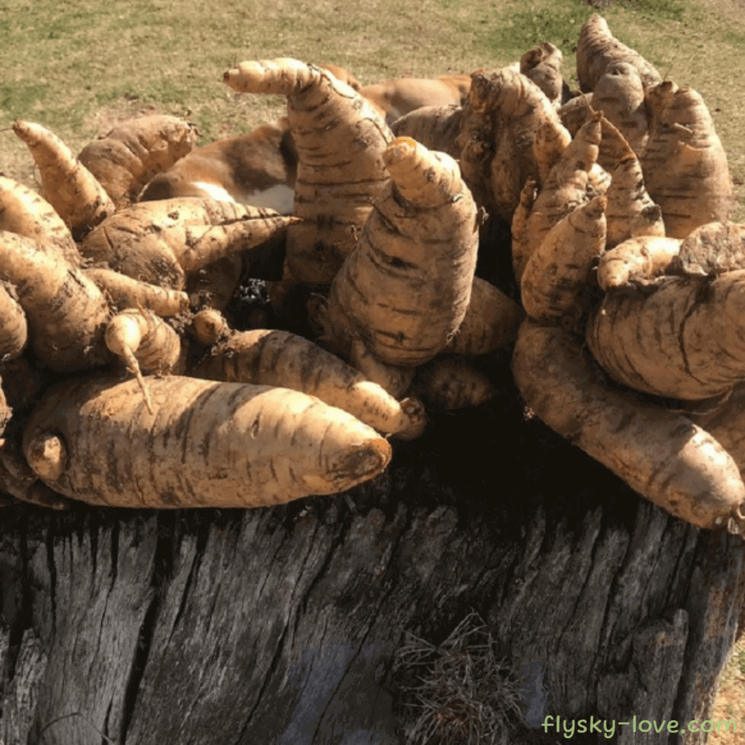 아라카차 활용법