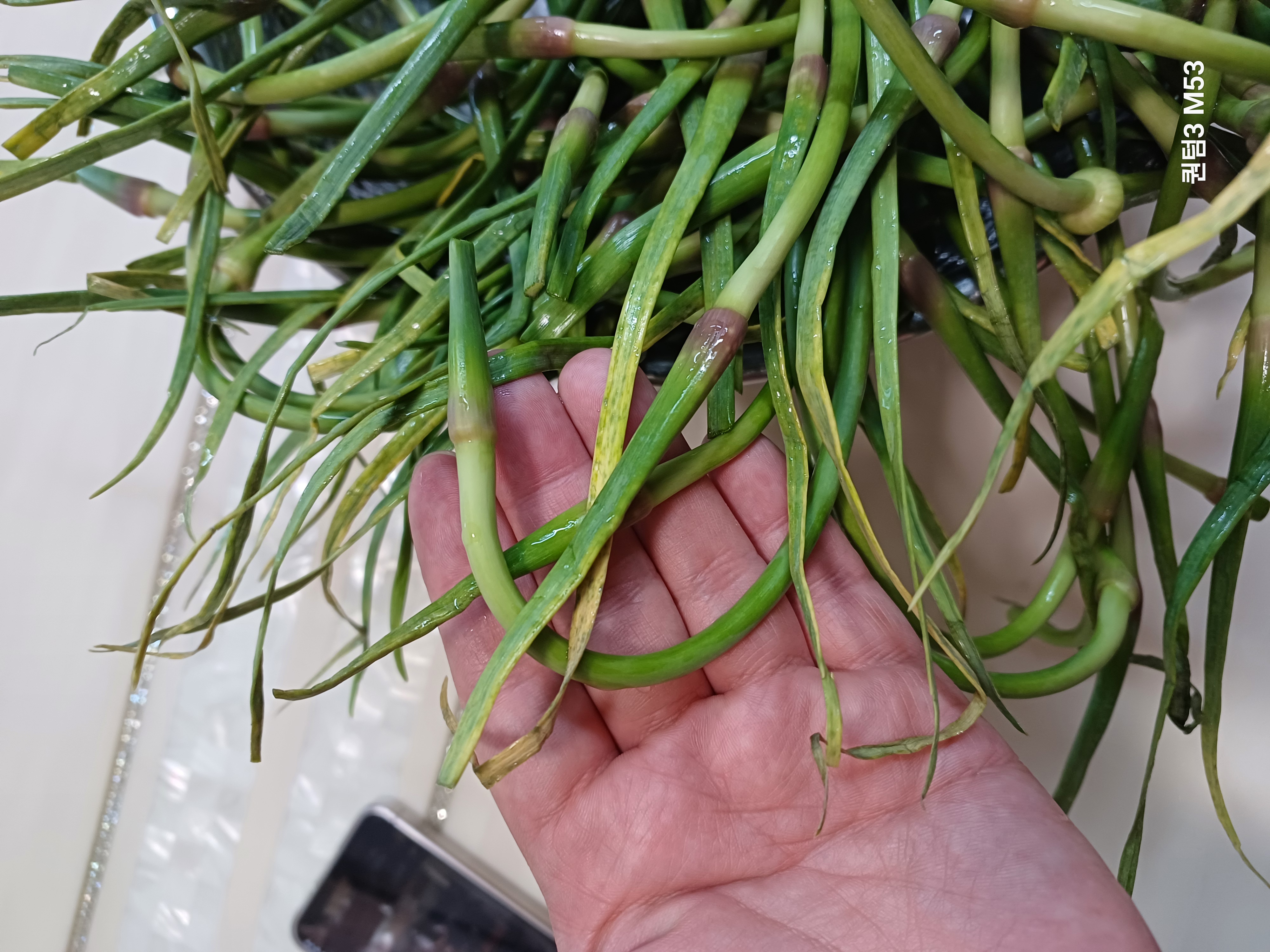 마늘쫑 끝부분 마른부분을 잘라주세요.