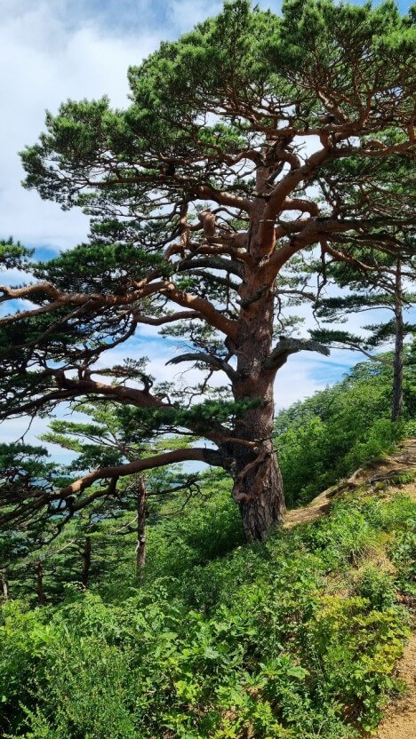 금강송 숲, 울진군, 농어촌