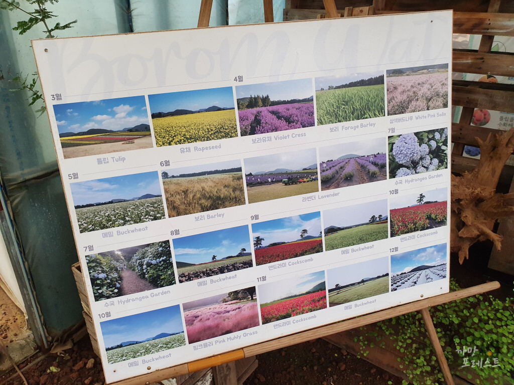표선 보롬왓 계절별 꽃