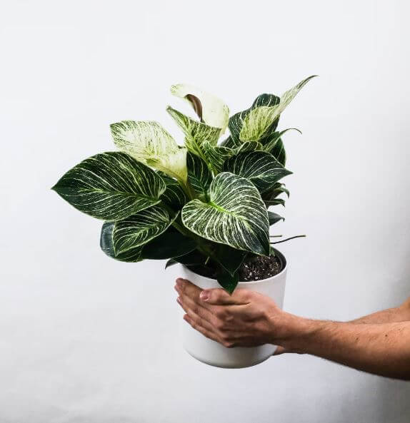 필로덴드론-(Philodendron)