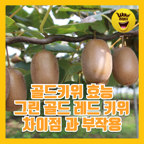 골드키위효능 칼로리 키위 부작용 그린 레드 골드 키위 차이점