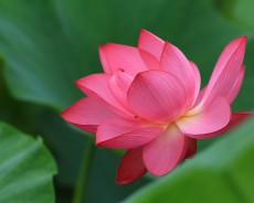 세미원 연꽃축제