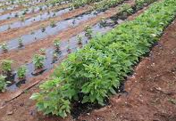 들깨 요리 레시피