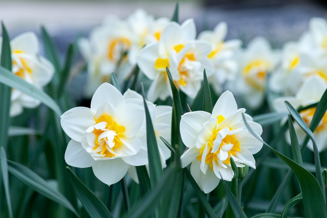 Daffodil