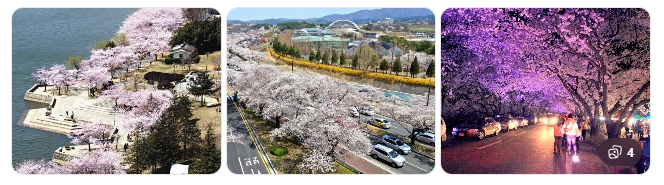 경주 벚꽃 여행 – 도시 전체가 벚꽃 관광지