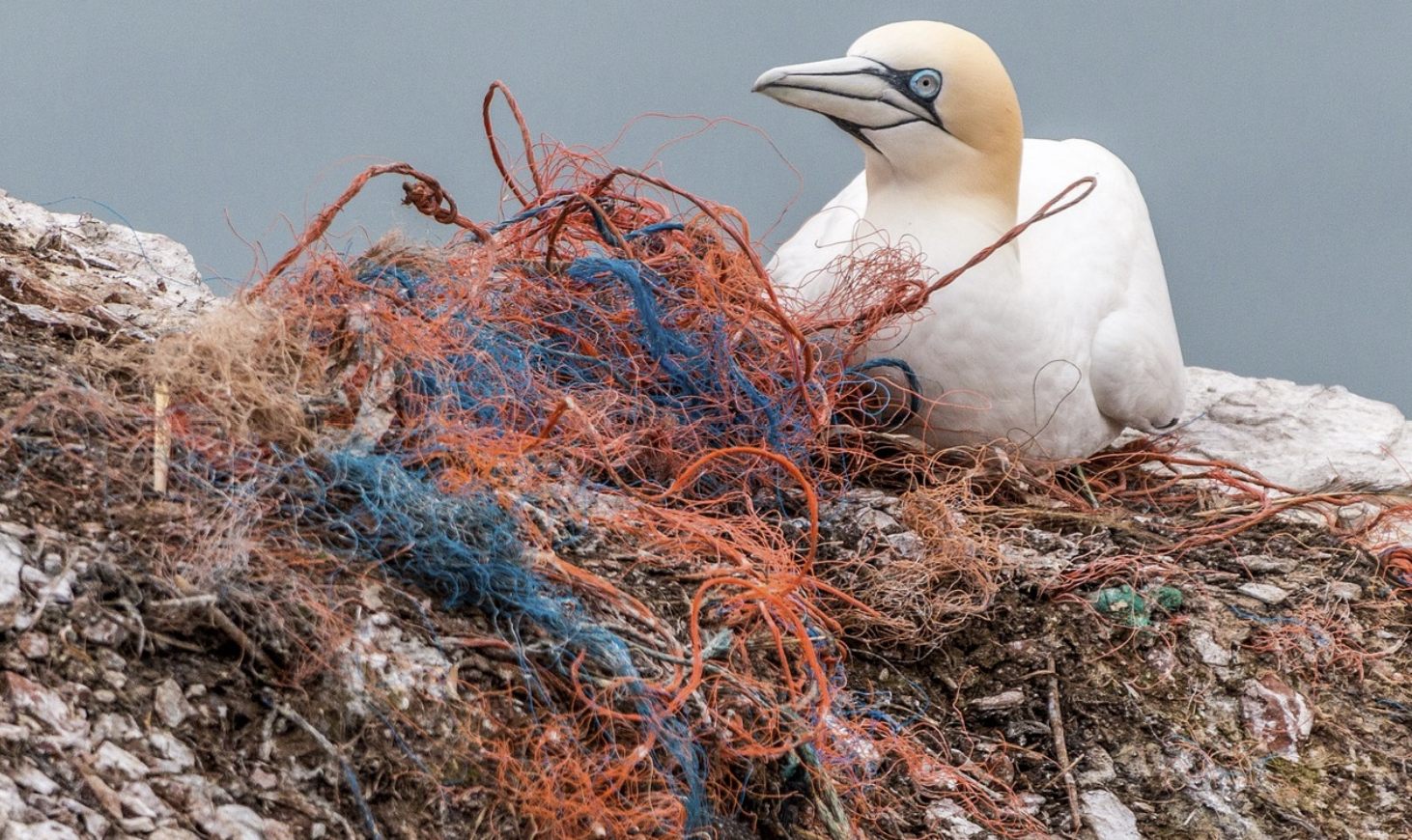 심해 플라스틱 오염: 접근하기 어려운 해양 구역 정화를 위한 첨단 기술