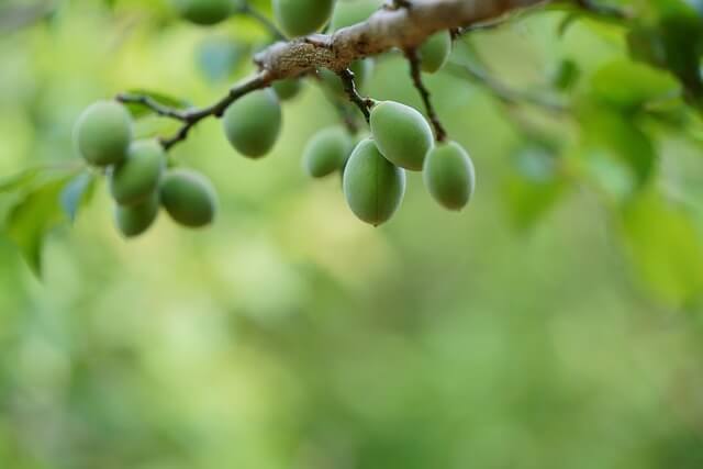 매실청 담그는법