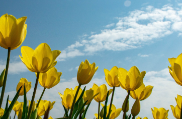 튤립파종 시기와 키우는 방법 알아보기 1