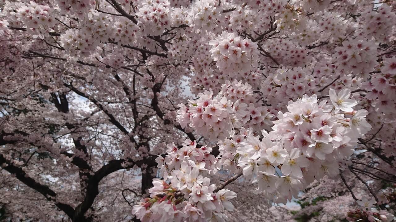 보은 벚꽃길 축제
