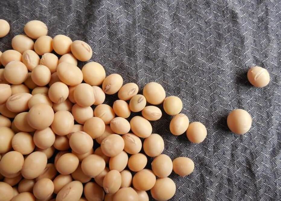 질환에따라독이되는음식-콩
만성콩판병에독이되는음식-콩