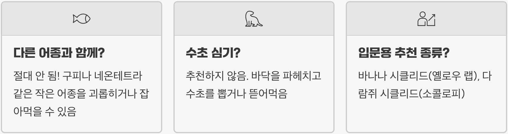 물멍의 시작, 시클리드가 최고의 입문 어종인 이유