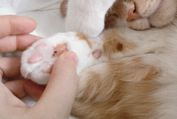 고양이 발바닥