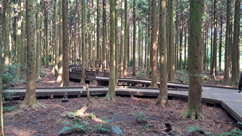 제주_사려니숲길