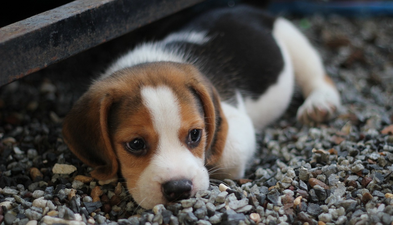 Reasons Why Dogs Lick